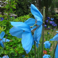 Meconopsis  'Bobby Masterton'